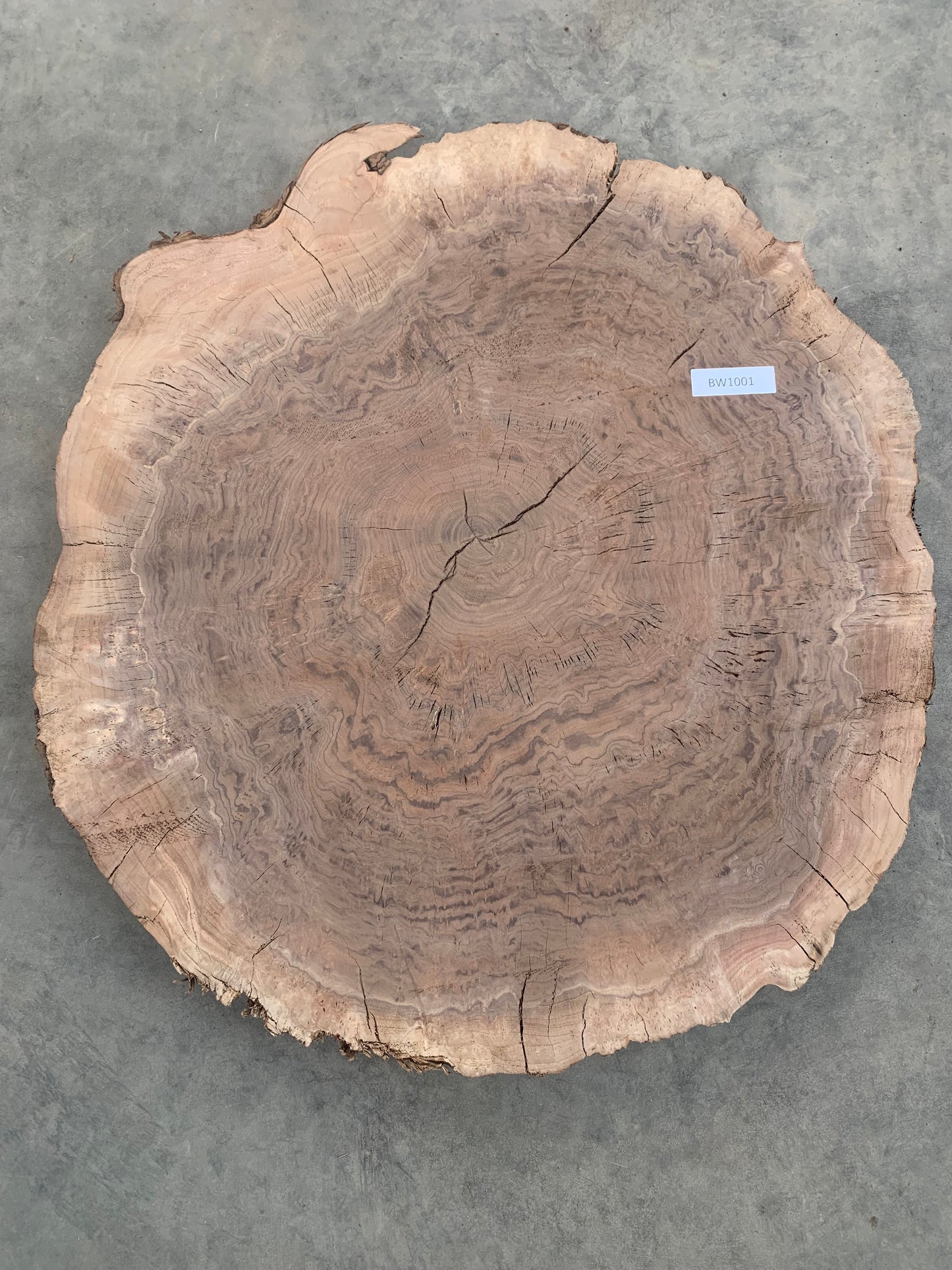 Round black walnut burl slab