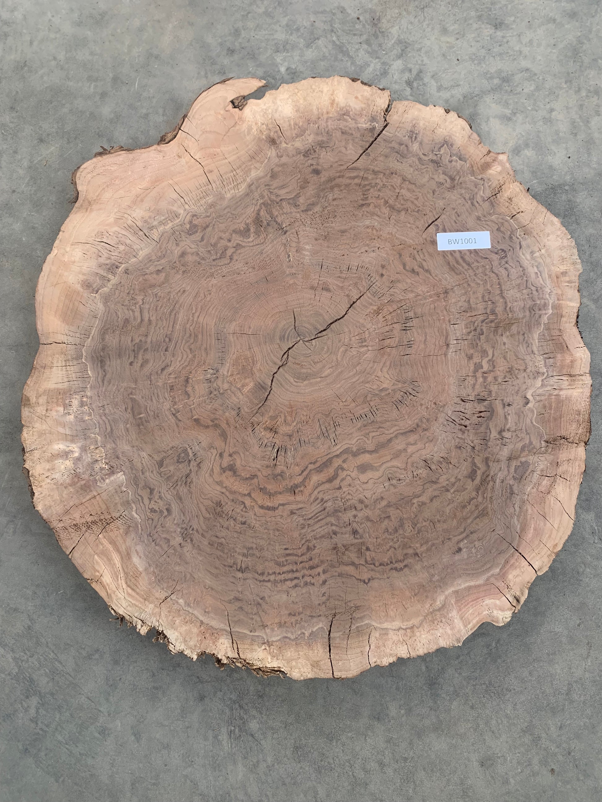 Round black walnut burl slab