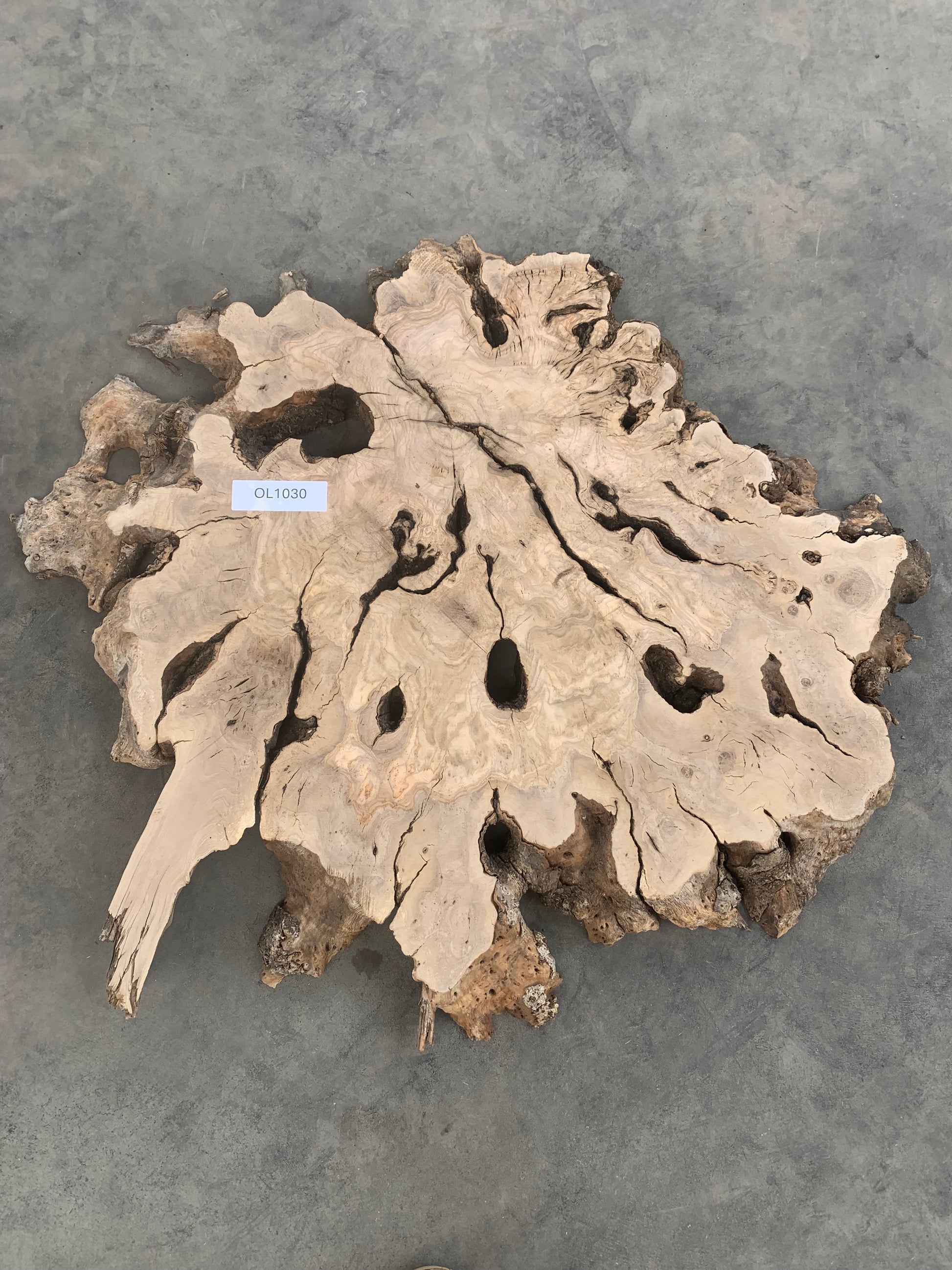 large olive burl slab