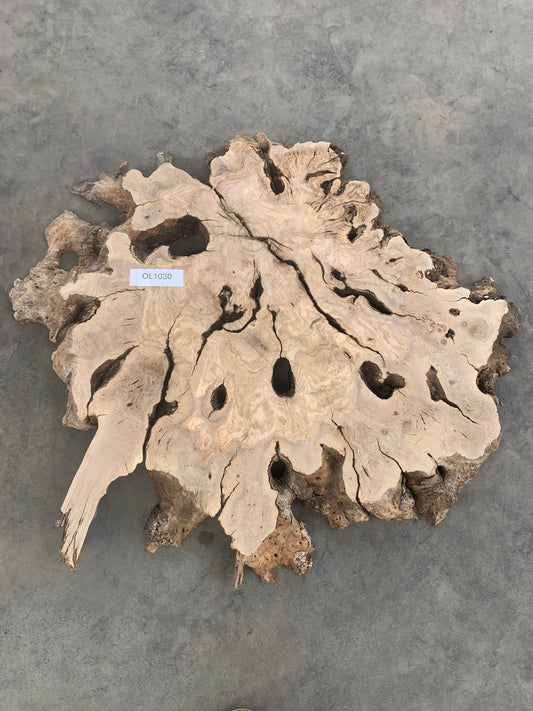 large olive burl slab