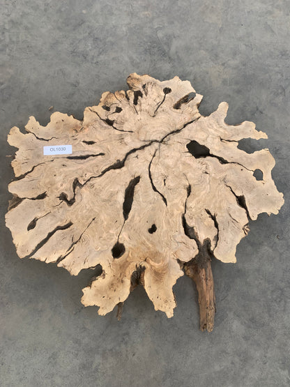 large olive wood slab for sale