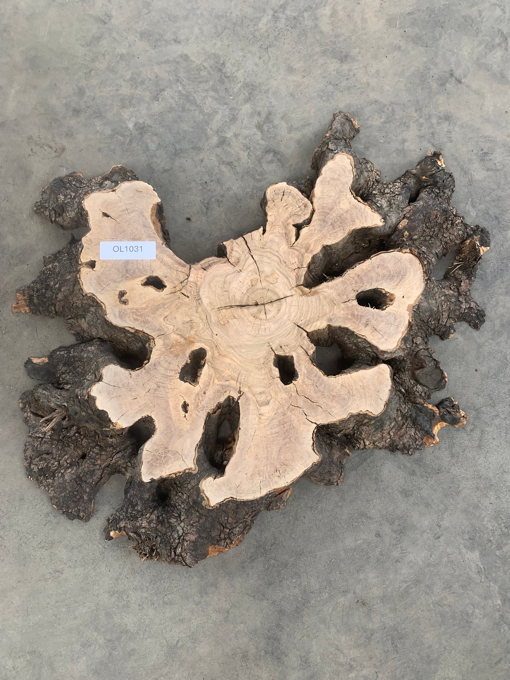 large olive burl slab for sale
