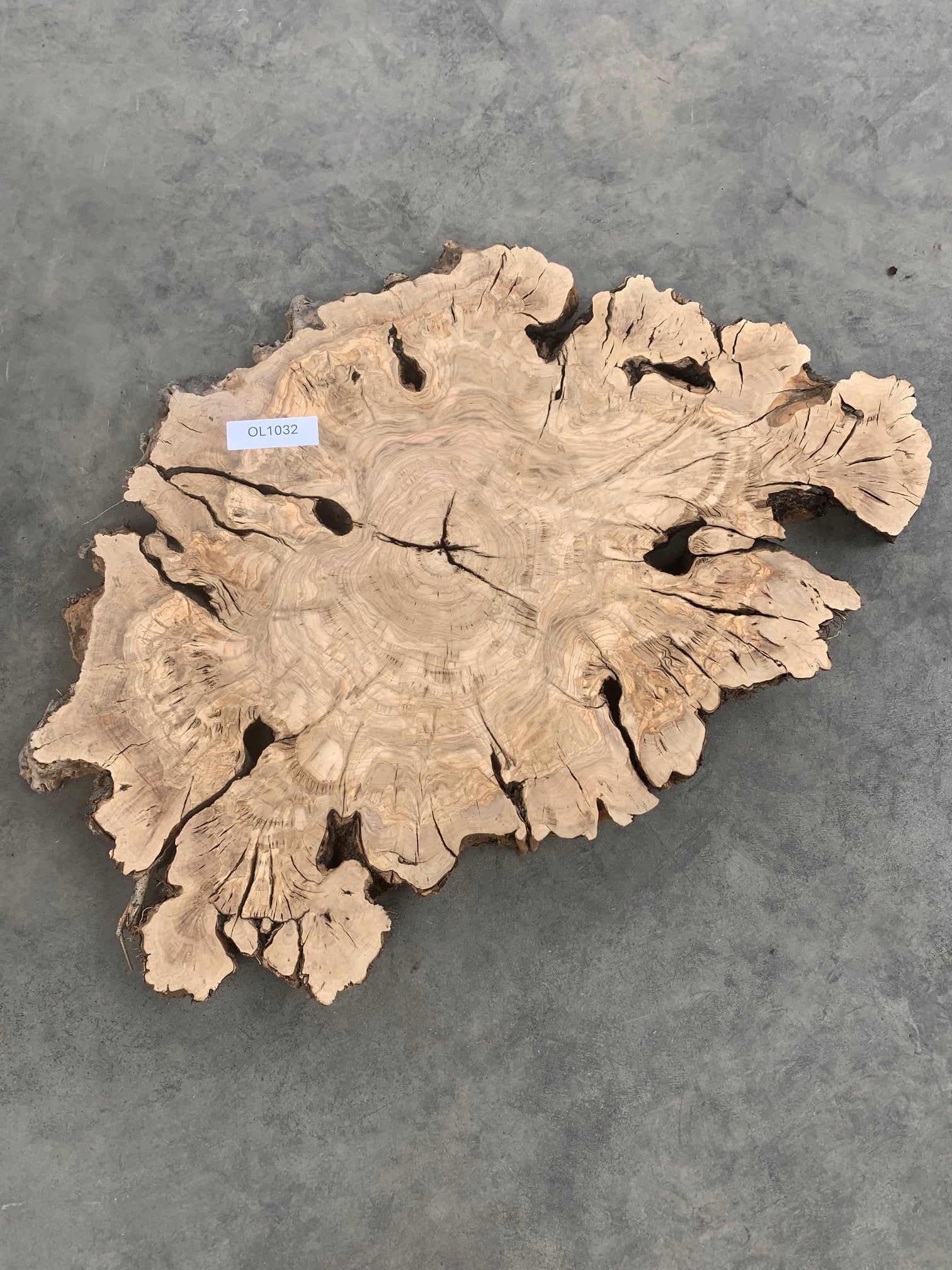 Olive burl slab for sale