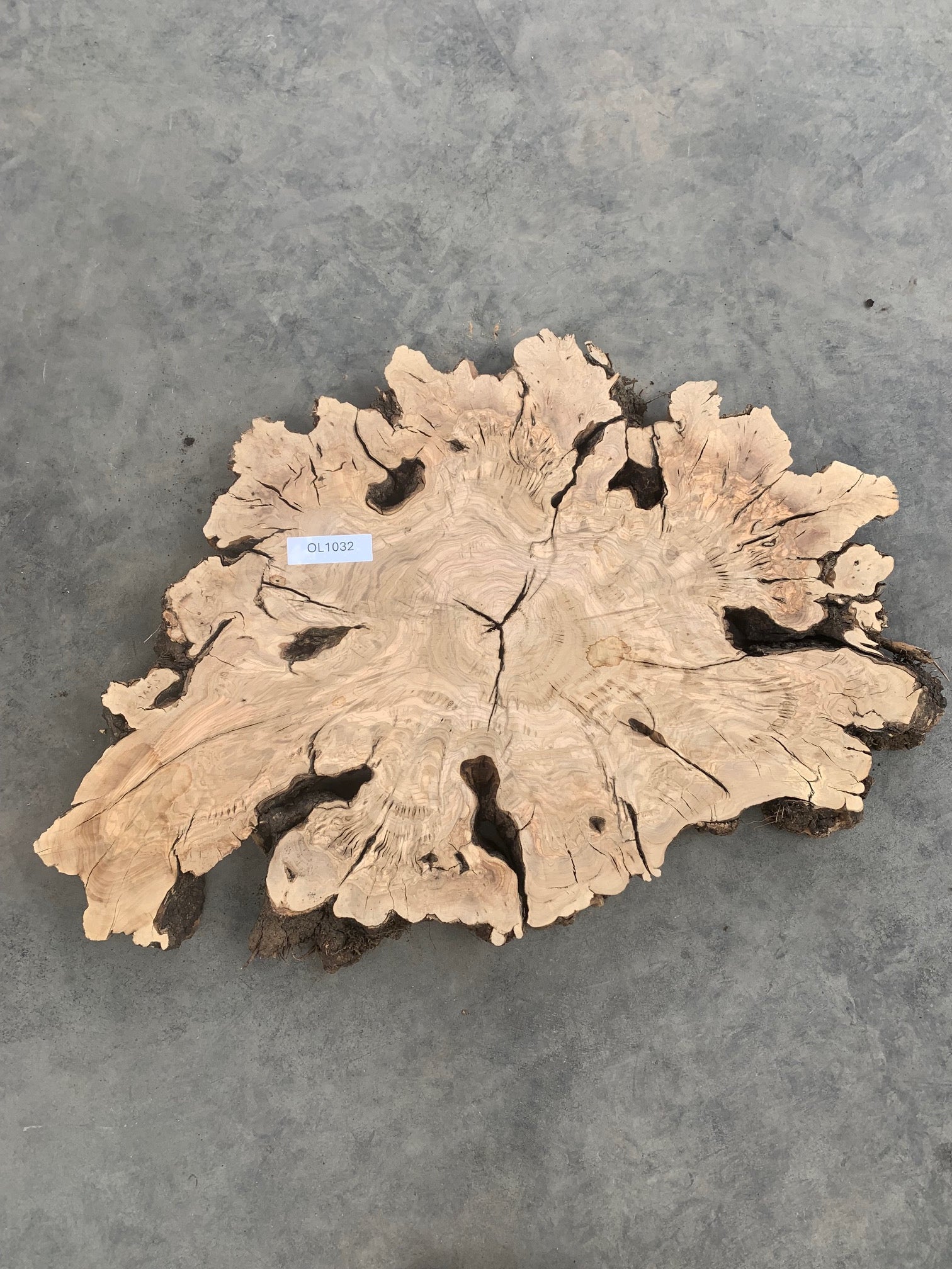 Olive burl slab for sale