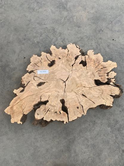 Olive burl slab for sale